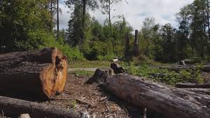 Best Tree Maintenance Programs  in Westfield, MA