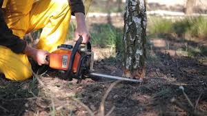 Best Commercial Tree Services  in Westfield, MA